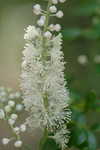 Black bugbane <BR>Black cohosh